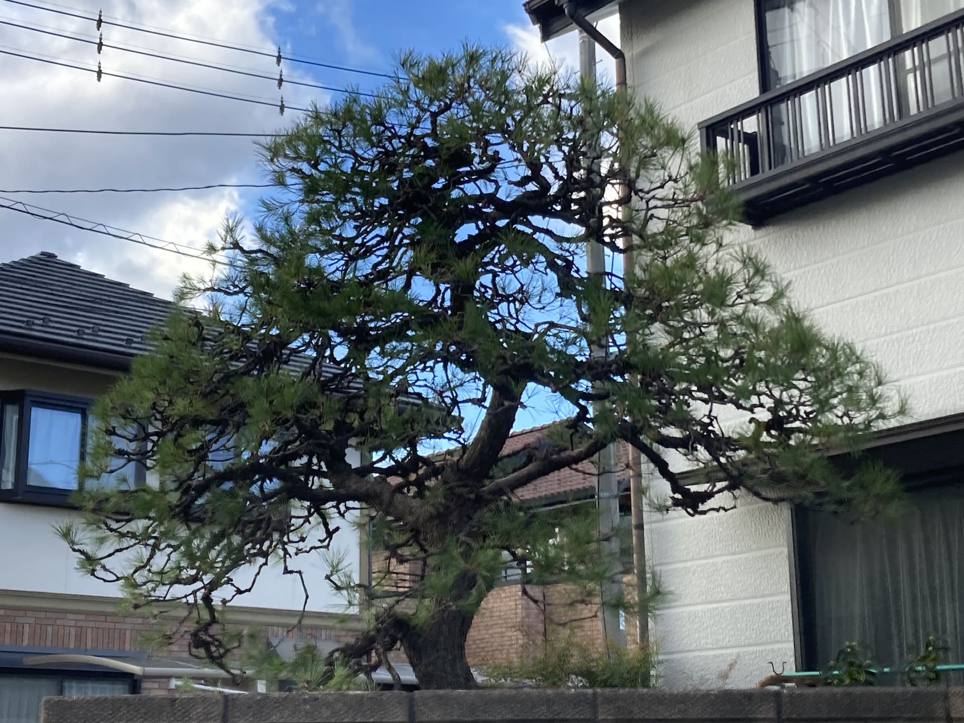 埼玉県本庄市・群馬県周辺対応！庭木の剪定・伐採・造園工事なら夏木造園